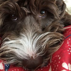 Meet your Posher, Daisy